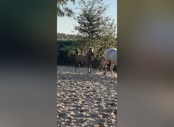 Appaloosa Croisé, Jument, Poulain (07/2023), 165 cm, Isabelle