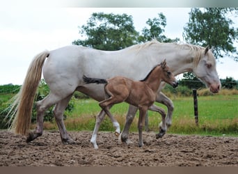 Appaloosa Croisé, Jument, Poulain (07/2023), 165 cm, Isabelle