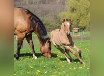 Appaloosa, Jument, Poulain (03/2024), Dunalino