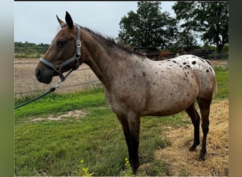 Appaloosa, Klacz, 10 lat, 140 cm