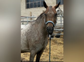 Appaloosa, Klacz, 10 lat, 140 cm