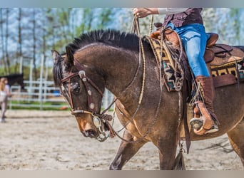 Appaloosa, Klacz, 10 lat, 148 cm, Tarantowata