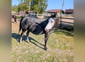 Appaloosa, Klacz, 10 lat, 157 cm, Kara
