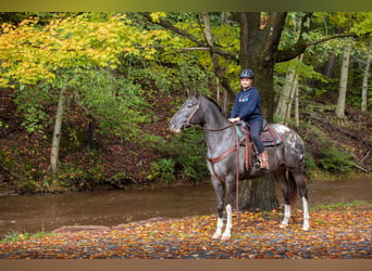 Appaloosa, Klacz, 10 lat, 163 cm