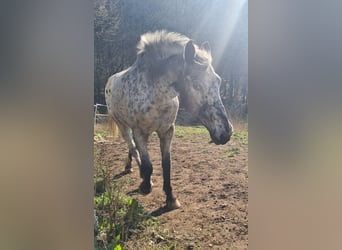 Appaloosa Mix, Klacz, 10 lat, 164 cm, Tarantowata