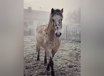 Appaloosa, Klacz, 11 lat, 140 cm, Tarantowata