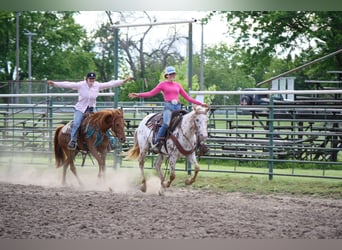 Appaloosa, Klacz, 11 lat, 147 cm, Tarantowata