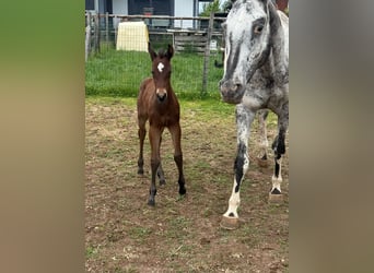 Appaloosa, Klacz, 11 lat, 155 cm, Gniada