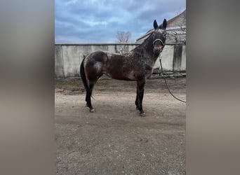 Appaloosa, Klacz, 11 lat, 158 cm, Gniadodereszowata