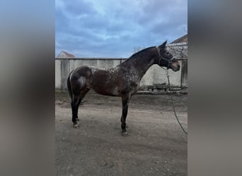 Appaloosa, Klacz, 11 lat, 158 cm, Gniadodereszowata