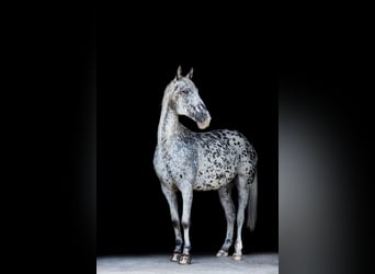 Appaloosa Mix, Klacz, 11 lat, 165 cm, Tarantowata