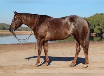 Appaloosa, Klacz, 12 lat, 150 cm, Kasztanowatodereszowata