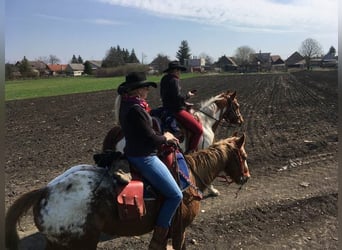 Appaloosa, Klacz, 12 lat, 151 cm, Ciemnokasztanowata