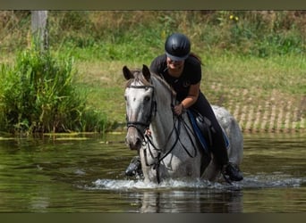 Appaloosa Mix, Klacz, 12 lat, 156 cm, Tarantowata