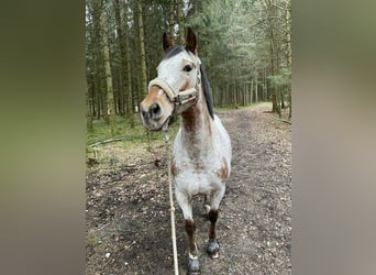Appaloosa, Klacz, 12 lat, 165 cm, Formy Brown Falb