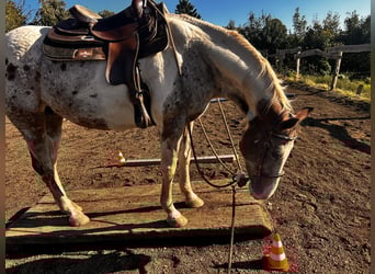 Appaloosa, Klacz, 12 lat