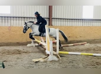 Appaloosa, Klacz, 13 lat, 135 cm, Siwa w hreczce