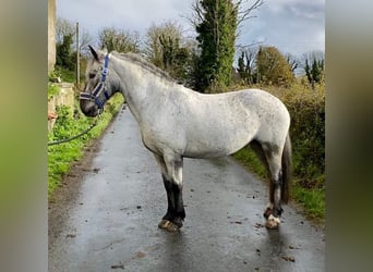 Appaloosa, Klacz, 13 lat, 135 cm, Siwa w hreczce