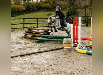 Appaloosa, Klacz, 13 lat, 135 cm, Siwa w hreczce