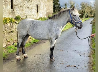Appaloosa, Klacz, 13 lat, 135 cm, Siwa w hreczce