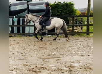 Appaloosa, Klacz, 13 lat, 135 cm, Siwa w hreczce