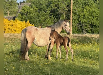 Appaloosa Mix, Klacz, 13 lat, 137 cm, Tarantowata