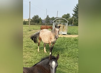 Appaloosa Mix, Klacz, 13 lat, 137 cm, Tarantowata