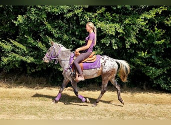Appaloosa, Klacz, 13 lat, 148 cm, Tarantowata