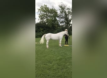 Appaloosa, Klacz, 13 lat, 151 cm, Biała
