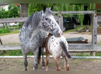 Appaloosa, Klacz, 13 lat, 152 cm, Tarantowata