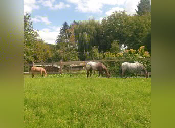 Appaloosa, Klacz, 13 lat, 152 cm, Tarantowata