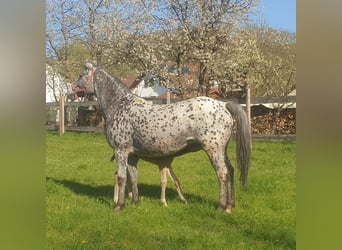 Appaloosa, Klacz, 13 lat, 152 cm, Tarantowata