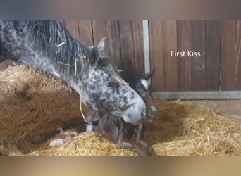 Appaloosa, Klacz, 13 lat, 152 cm, Tarantowata