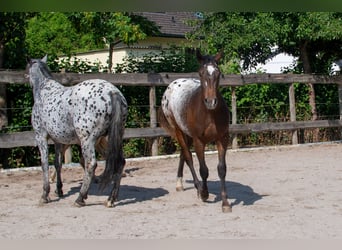 Appaloosa, Klacz, 13 lat, 152 cm, Tarantowata