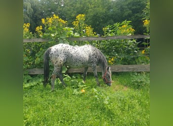 Appaloosa, Klacz, 13 lat, 152 cm, Tarantowata