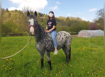 Appaloosa, Klacz, 13 lat, 152 cm, Tarantowata