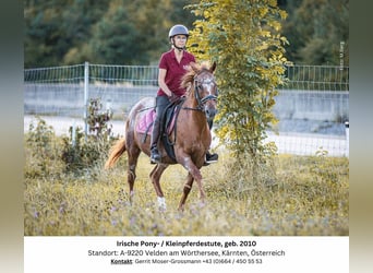 Appaloosa Mix, Klacz, 14 lat, 142 cm