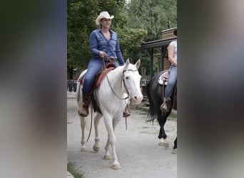 Appaloosa, Klacz, 14 lat, 151 cm, Biała