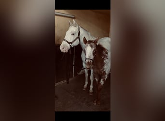 Appaloosa, Klacz, 14 lat, 151 cm, Biała