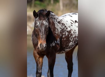 Appaloosa, Klacz, 14 lat, 152 cm