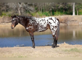 Appaloosa, Klacz, 14 lat, 152 cm