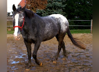 Appaloosa, Klacz, 14 lat, 154 cm