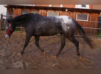 Appaloosa, Klacz, 14 lat, 154 cm