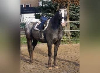 Appaloosa, Klacz, 14 lat, 154 cm