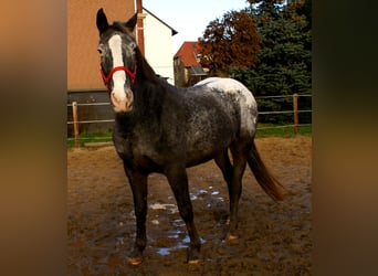 Appaloosa, Klacz, 14 lat, 154 cm