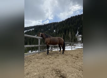 Appaloosa, Klacz, 14 lat, 155 cm, Gniada