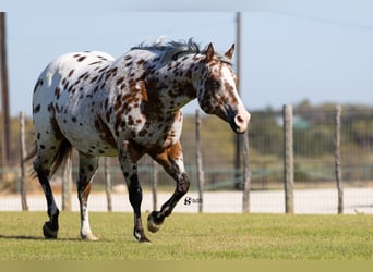 Appaloosa, Klacz, 14 lat, 160 cm, Gniada