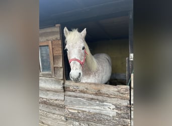 Appaloosa, Klacz, 15 lat, 140 cm, Siwa