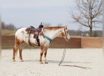 Appaloosa, Klacz, 15 lat, 152 cm, Biała