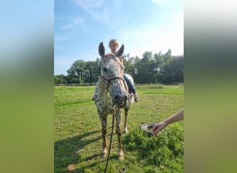 Appaloosa, Klacz, 16 lat, 155 cm, Ciemnokasztanowata